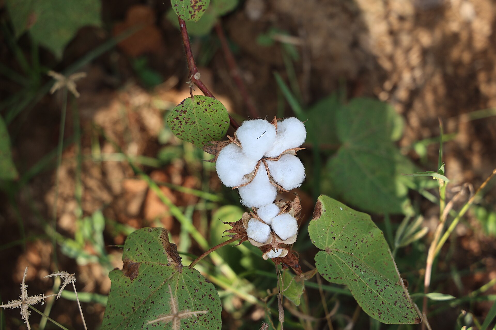 Cotton growing in Ramanathapuram, Tamil Nadu