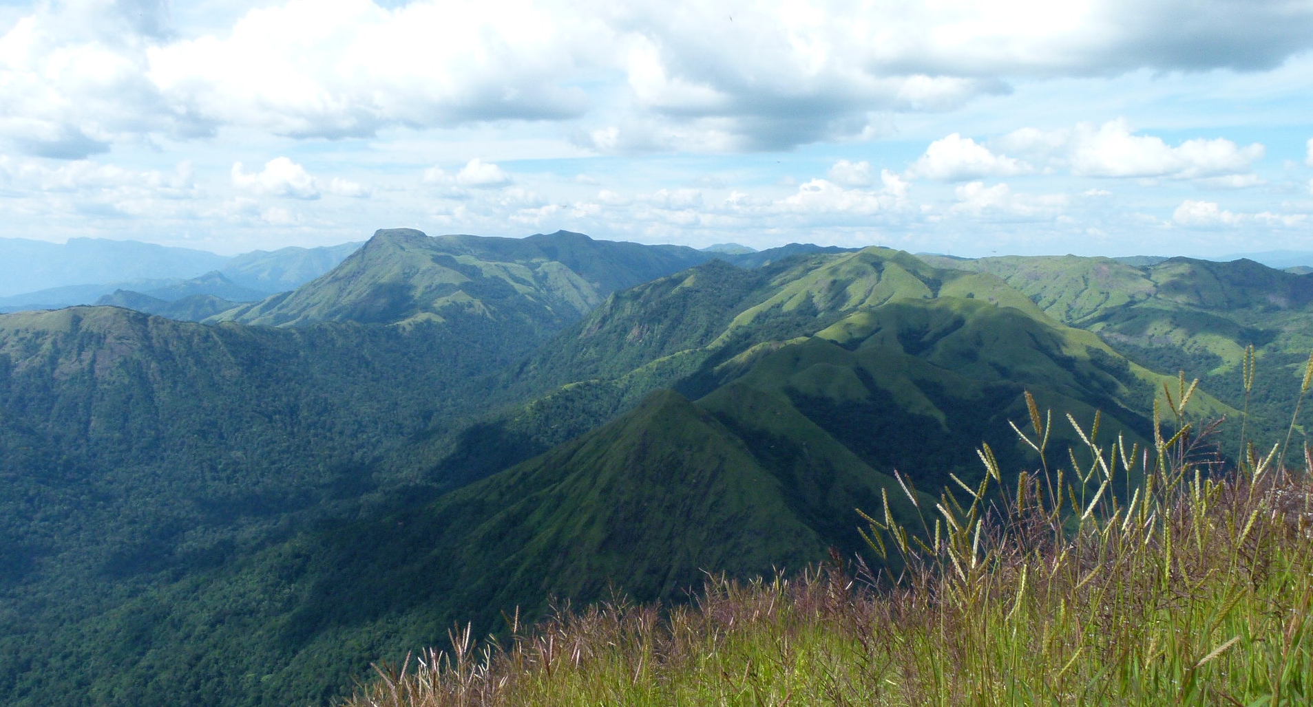 Shola forest and grassland, Kudremukh National Park